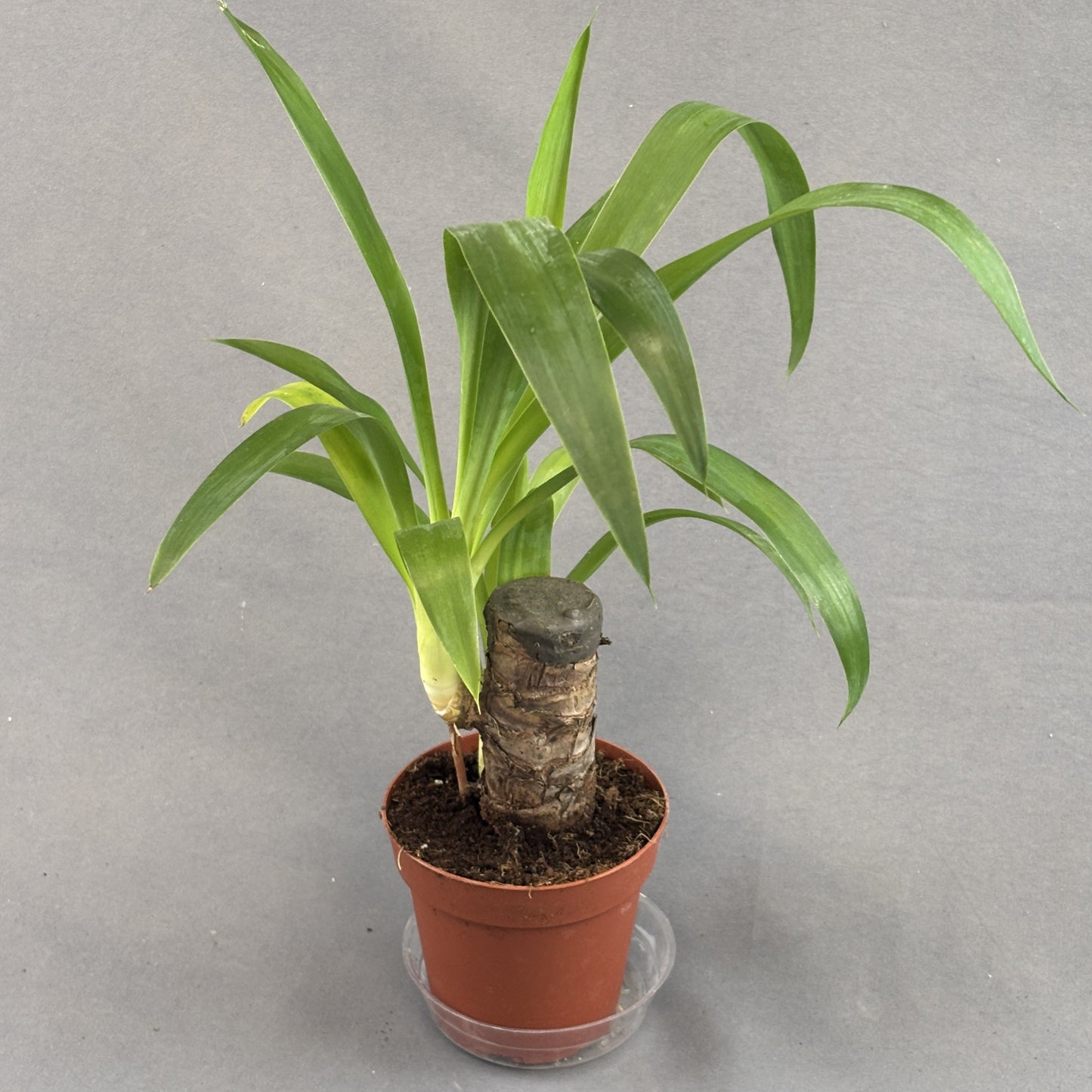 Yucca Cane