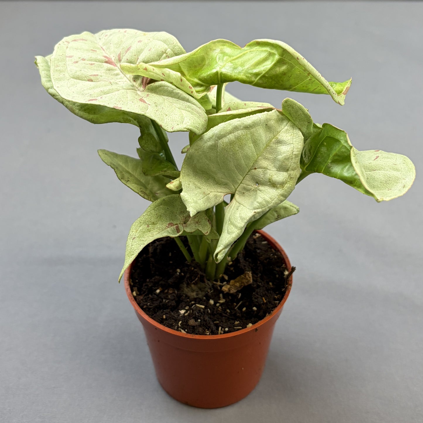 Syngonium 'Confetti' Arrowhead