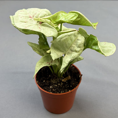 Syngonium 'Confetti' Arrowhead