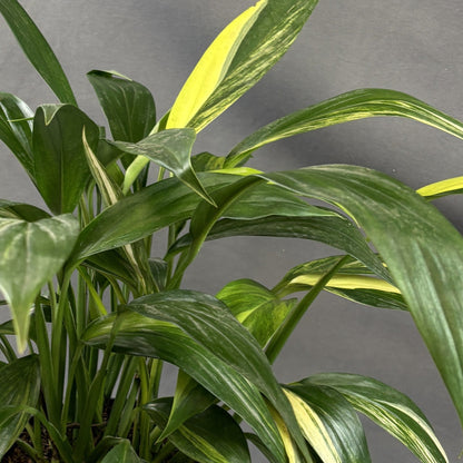 Pothos Amplissimum Aurea