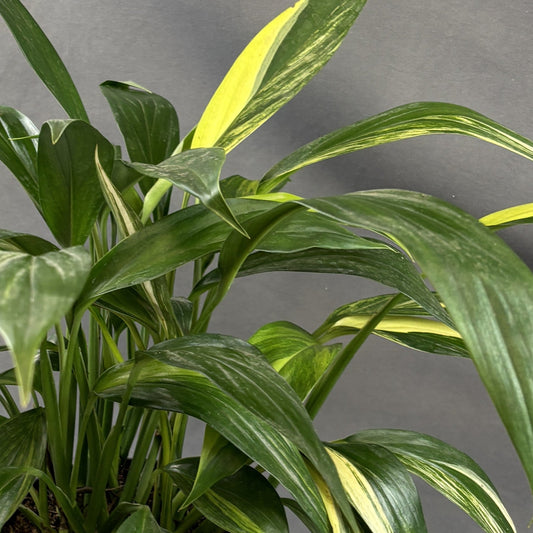 Pothos Amplissimum Aurea