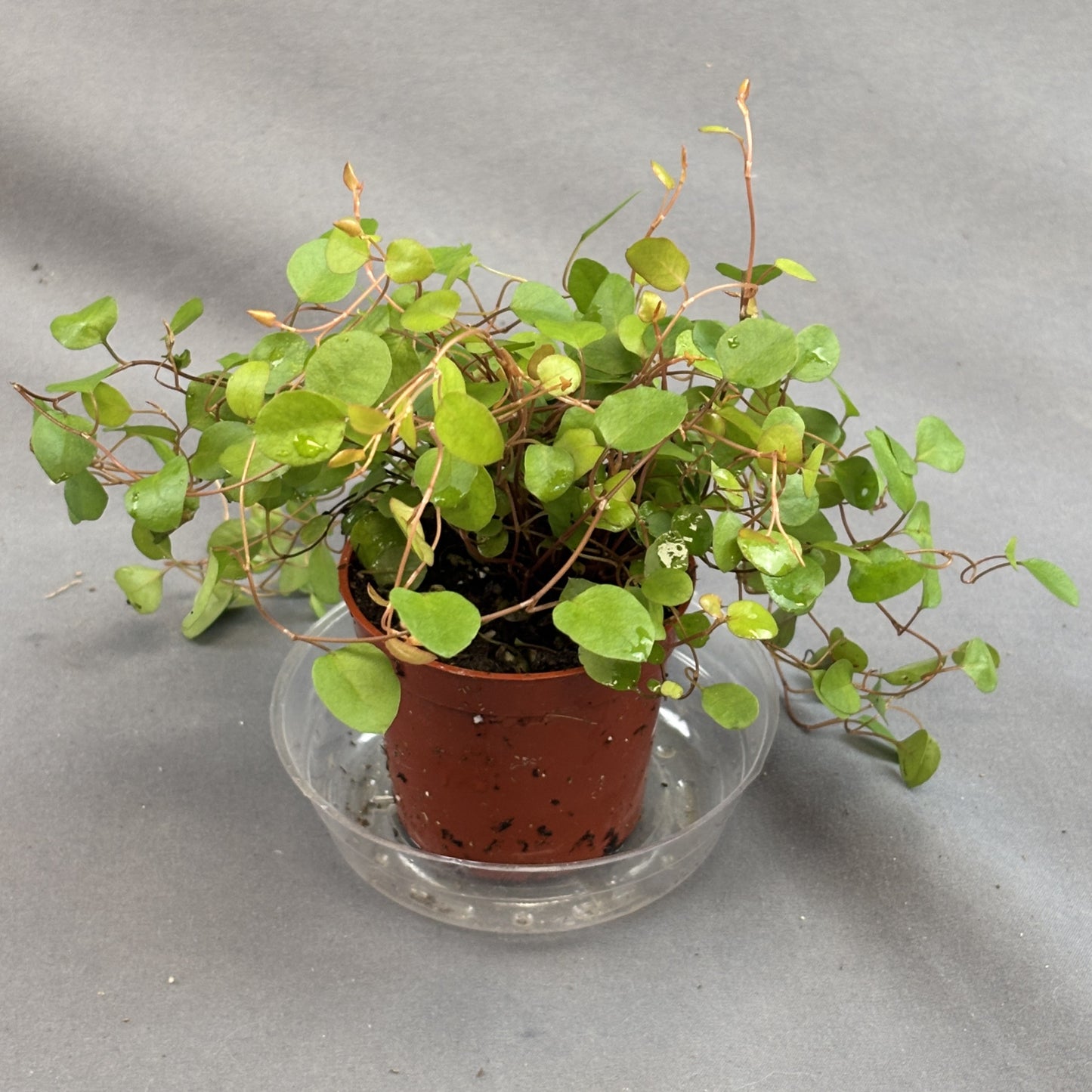 Wire Vine (Muehlenbeckia)