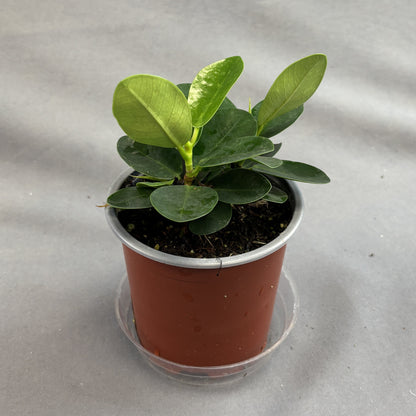 Ficus 'Green Island'