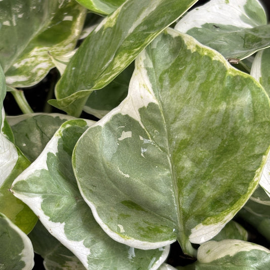 Pothos Glacier