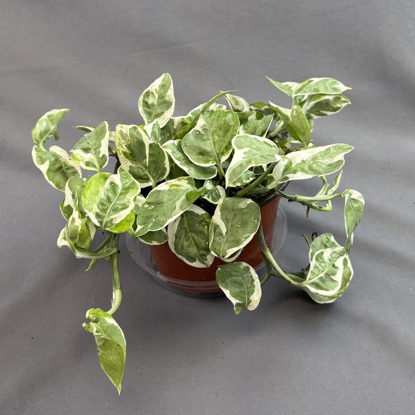 Pothos Glacier