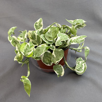 Pothos Glacier