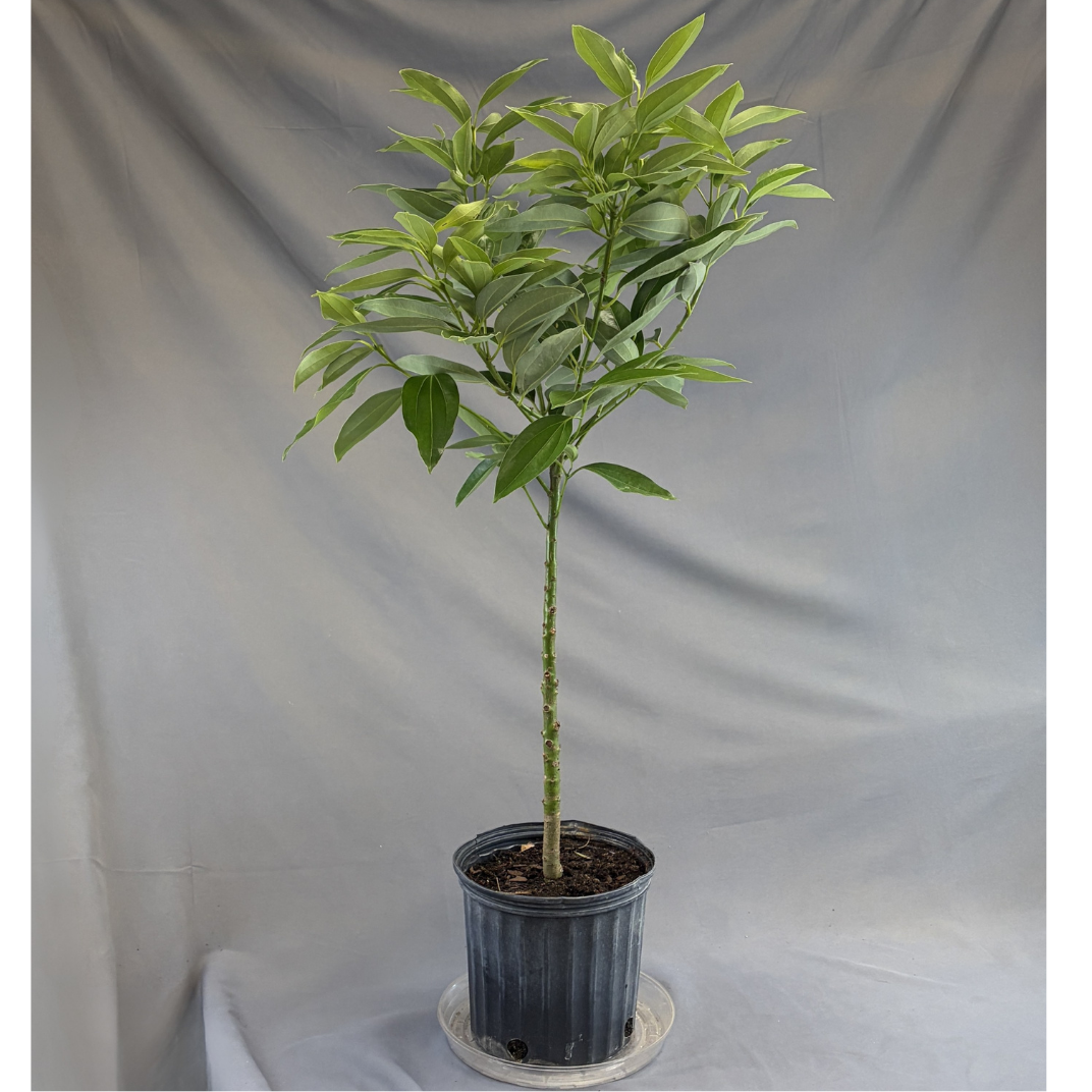Cinnamon Tree
