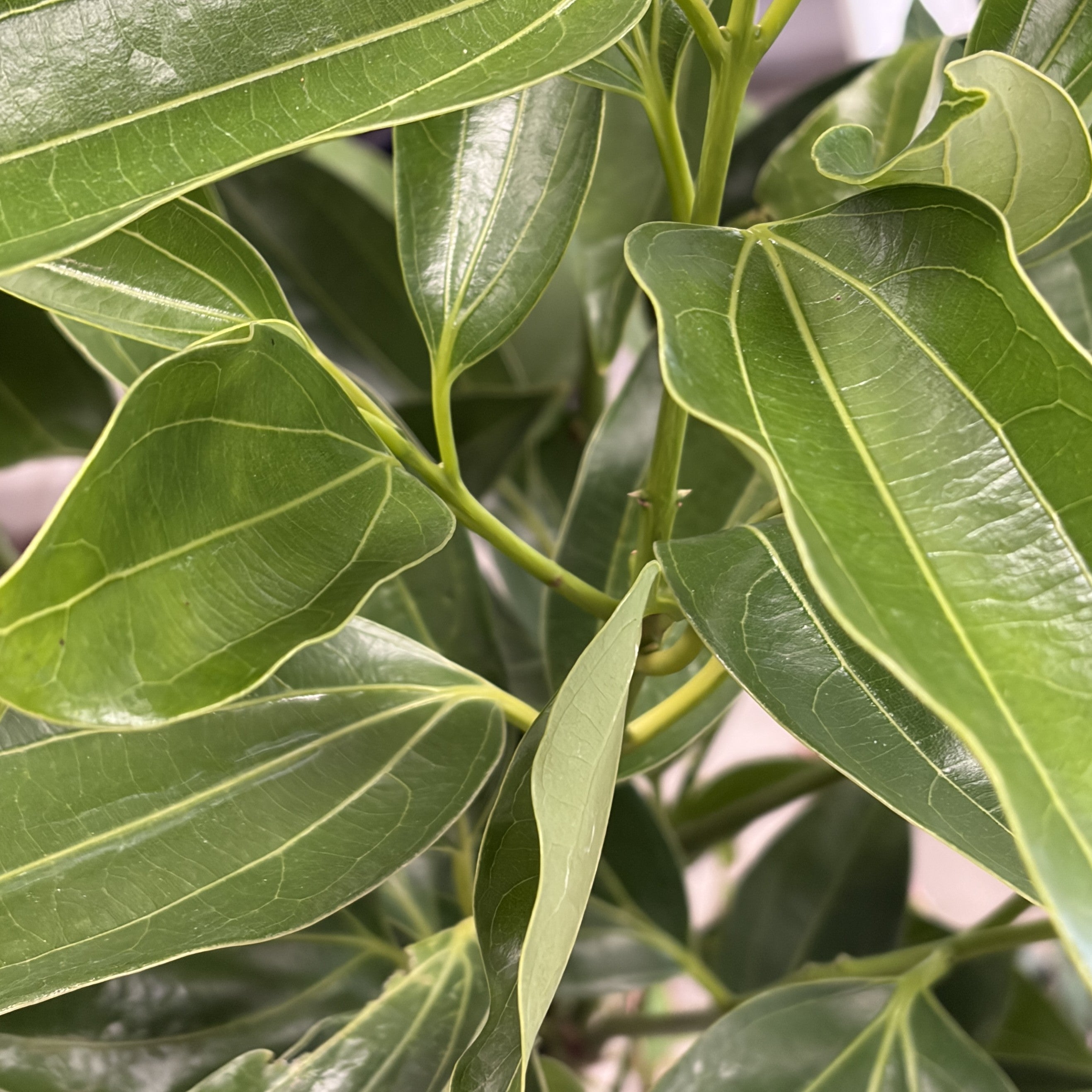 Cinnamon Tree
