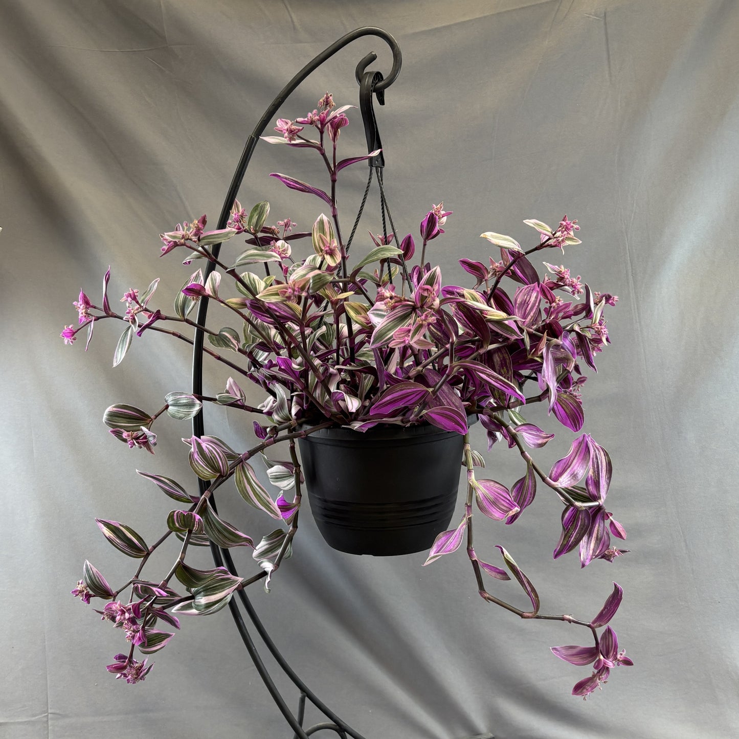 Tradescantia 'Nanouk'