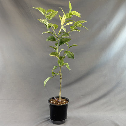 Citrus 'Lemon'