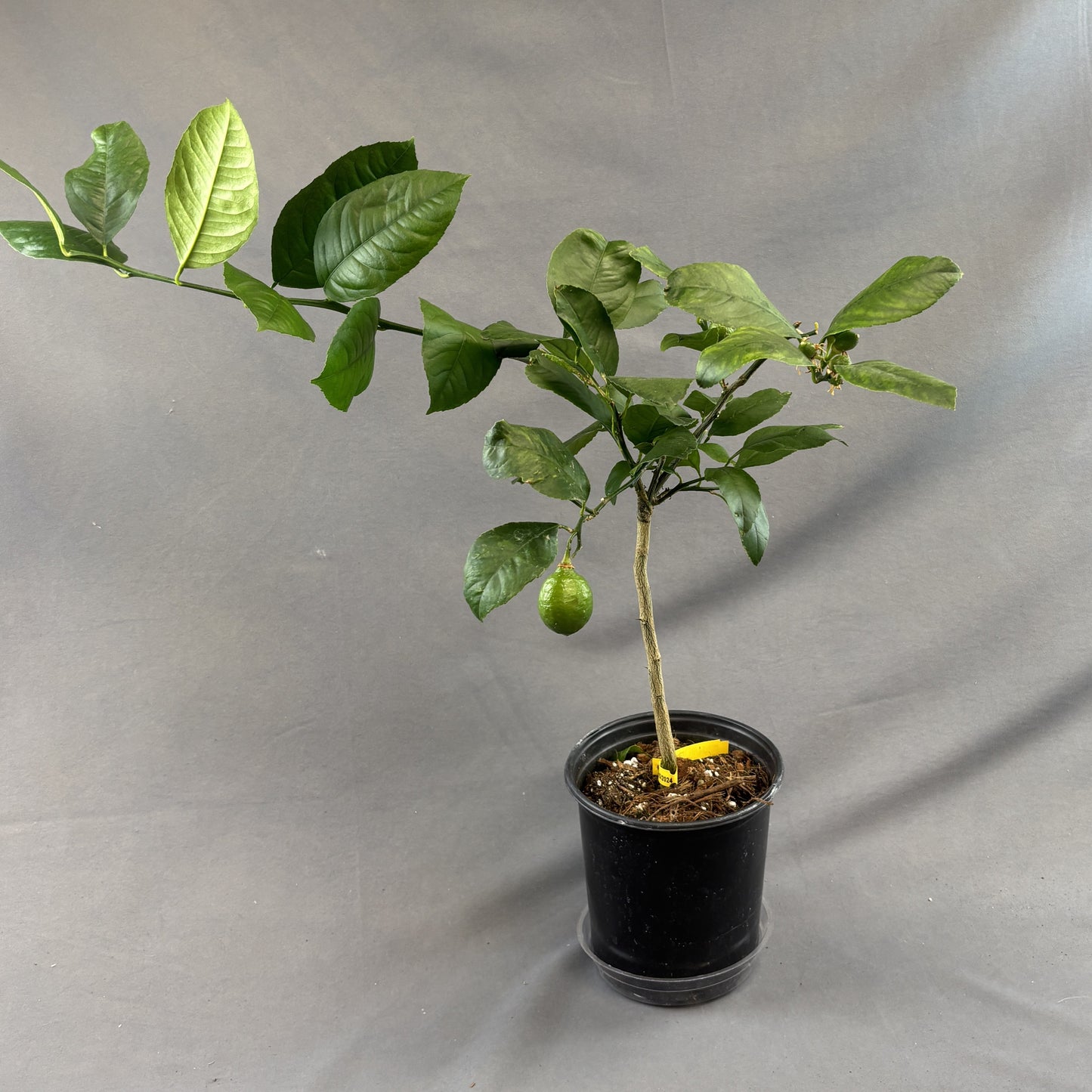 Citrus 'Lemon'