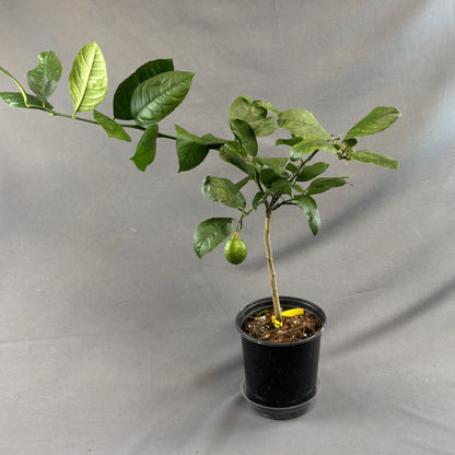 Citrus 'Lemon'