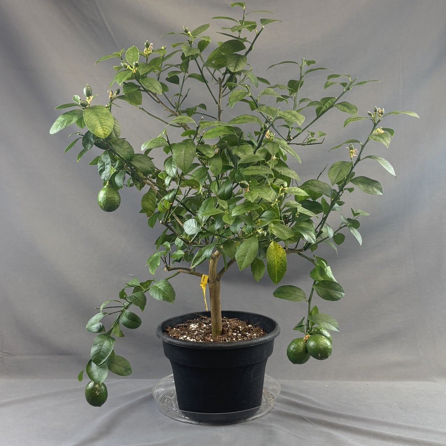 Citrus 'Lemon'