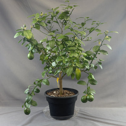 Citrus 'Lemon'