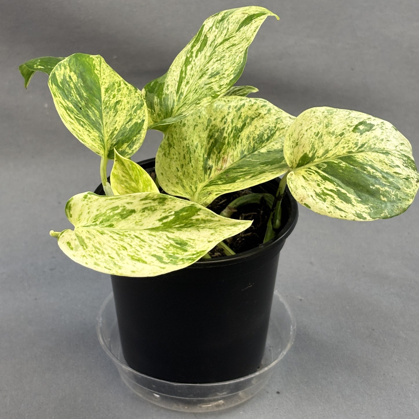 Epipremnum Thai Marble