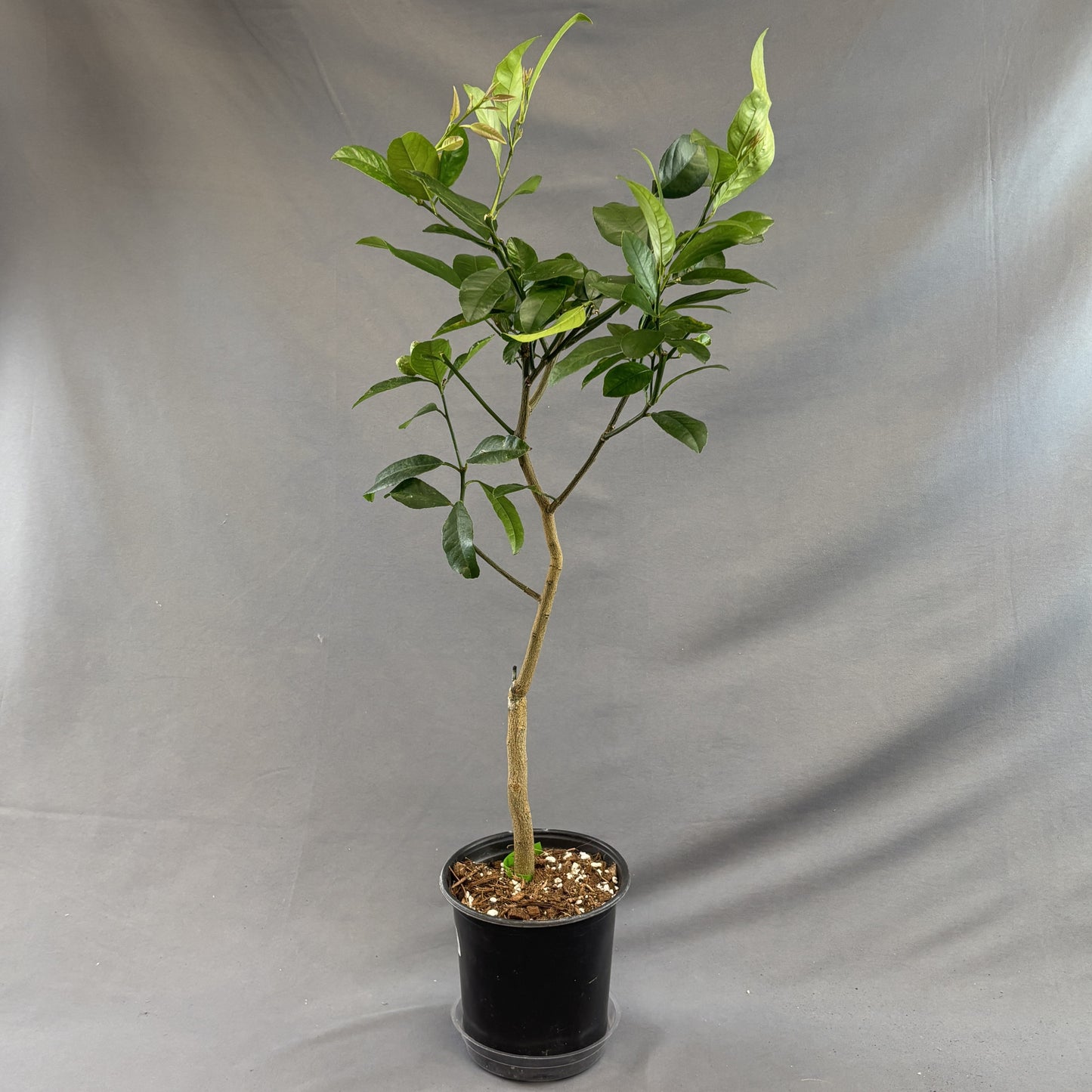 Citrus 'Lemon'