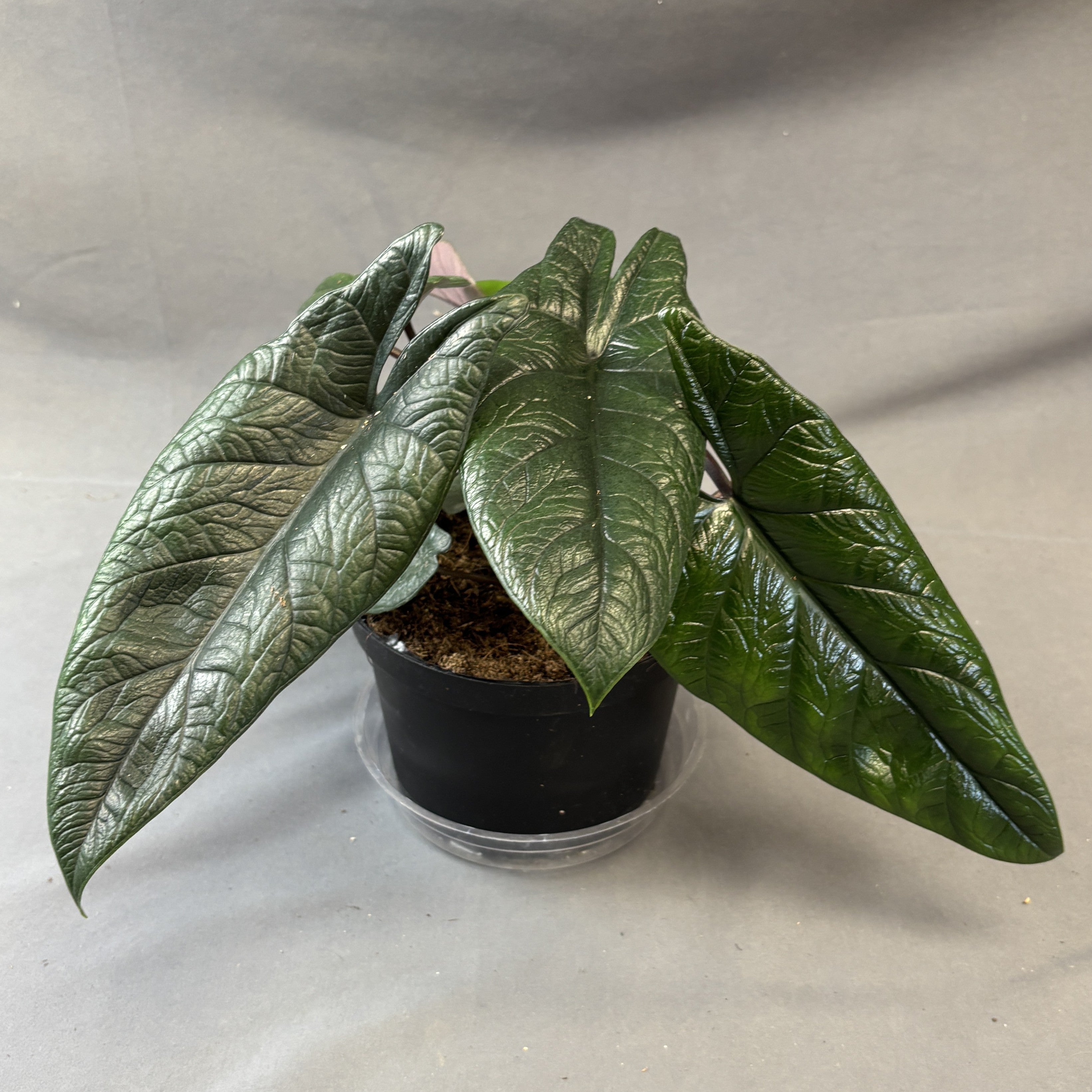 Alocasia scalprum