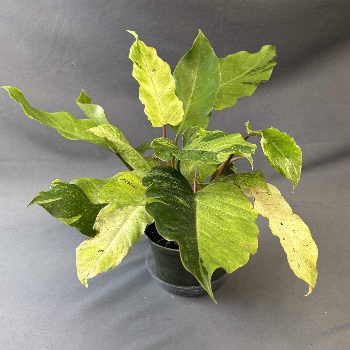 Philodendron Snowdrift Variegated