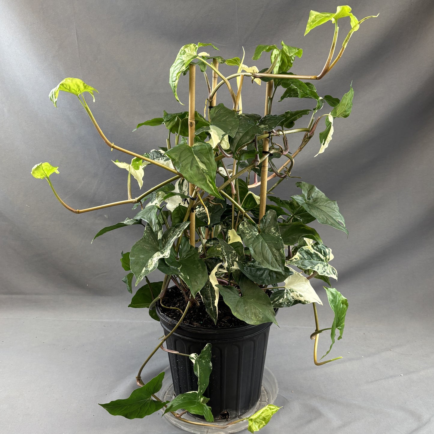 Arrowhead 'Albo' Variegata