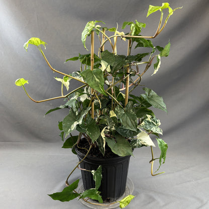 Arrowhead 'Albo' Variegata