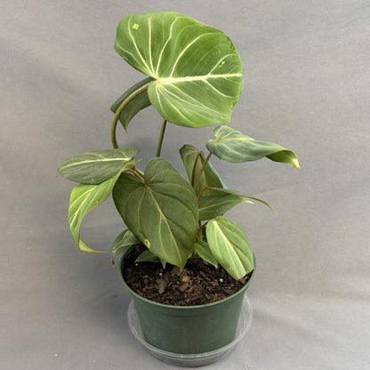 Philodendron gloriosum (Dark Form)