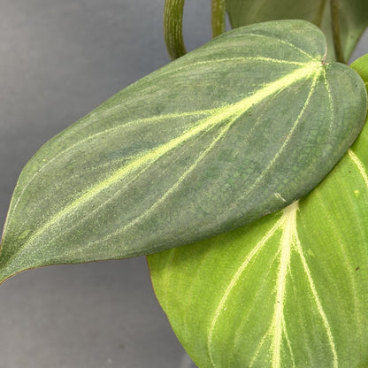 Philodendron gloriosum (Dark Form)