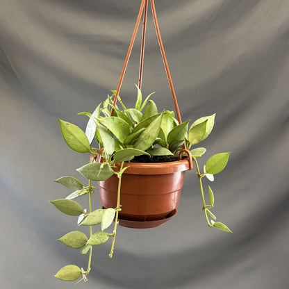 Hoya Mint