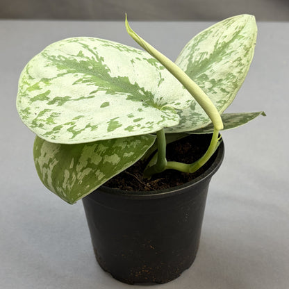 Scindapsus Trebuii 'Moonlight'