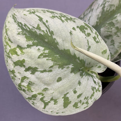 Scindapsus Trebuii 'Moonlight'