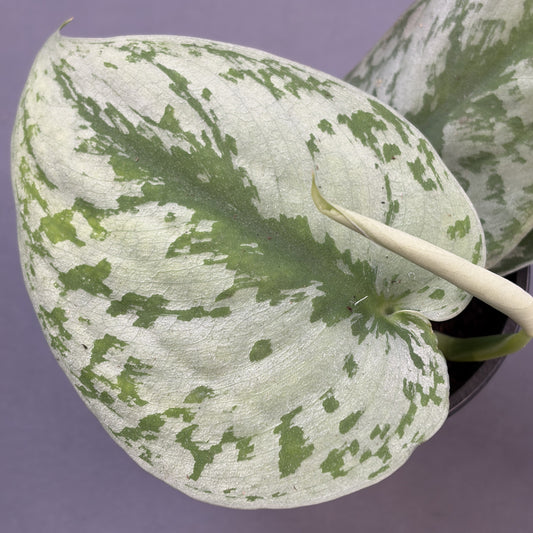 Scindapsus Trebuii 'Moonlight'