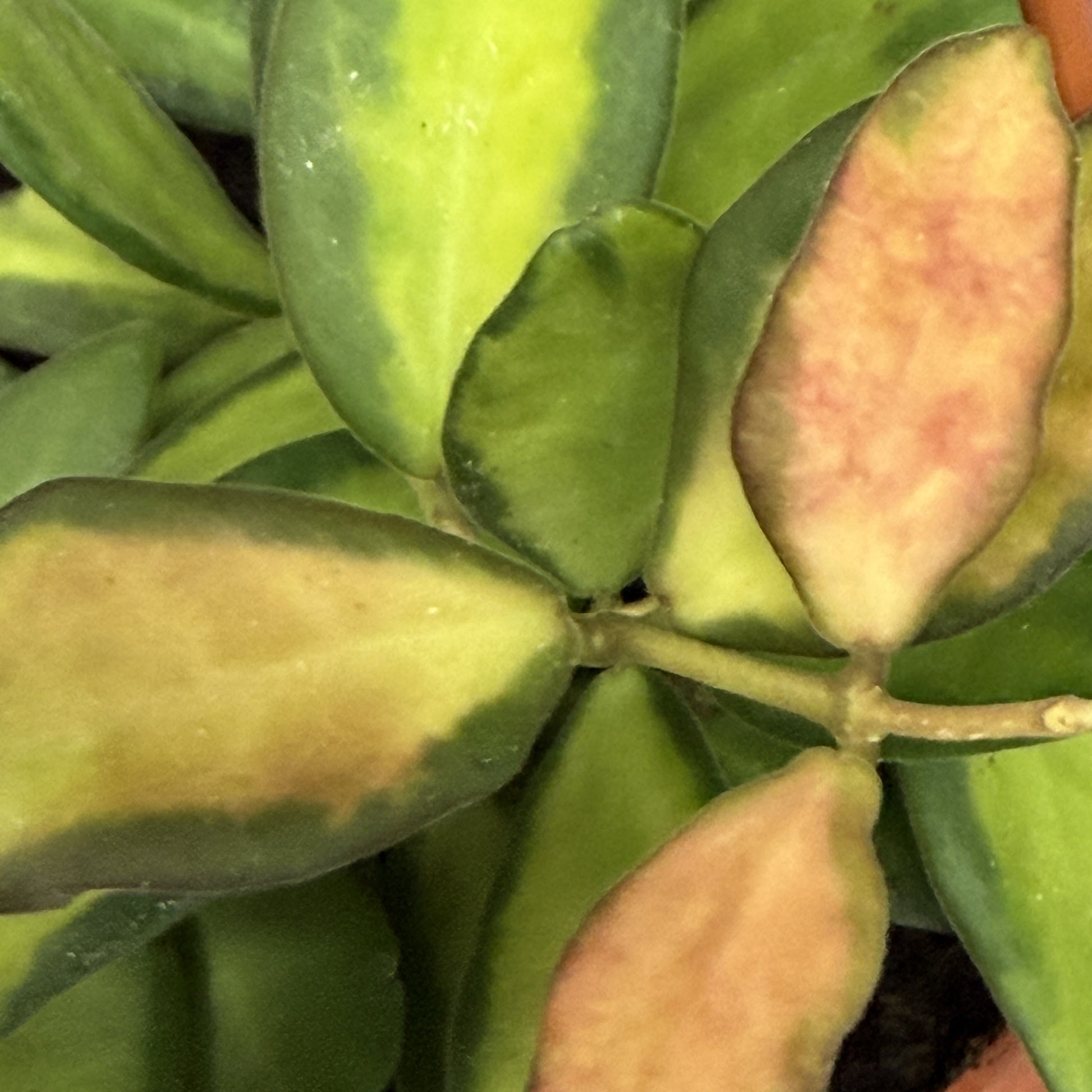 hoya ds-70 variegata Hoya 'Neo DS-70' – Scott's Nursery Ltd