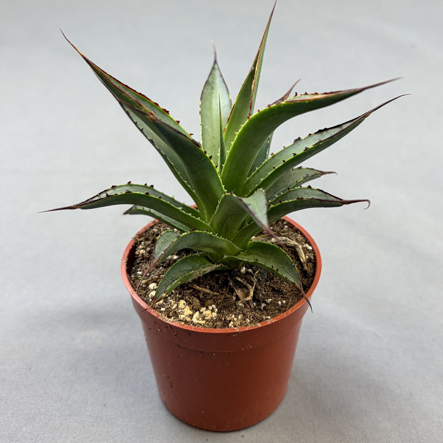 Agave 'Blue Glow'