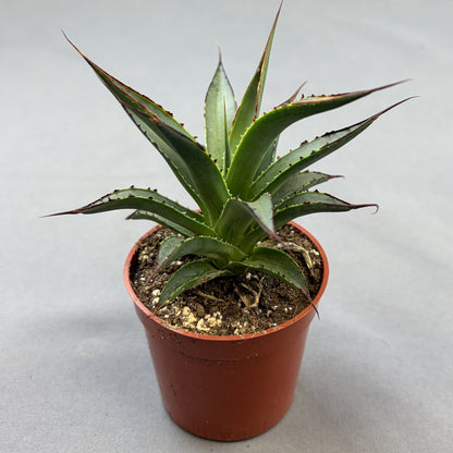 Agave 'Blue Glow'
