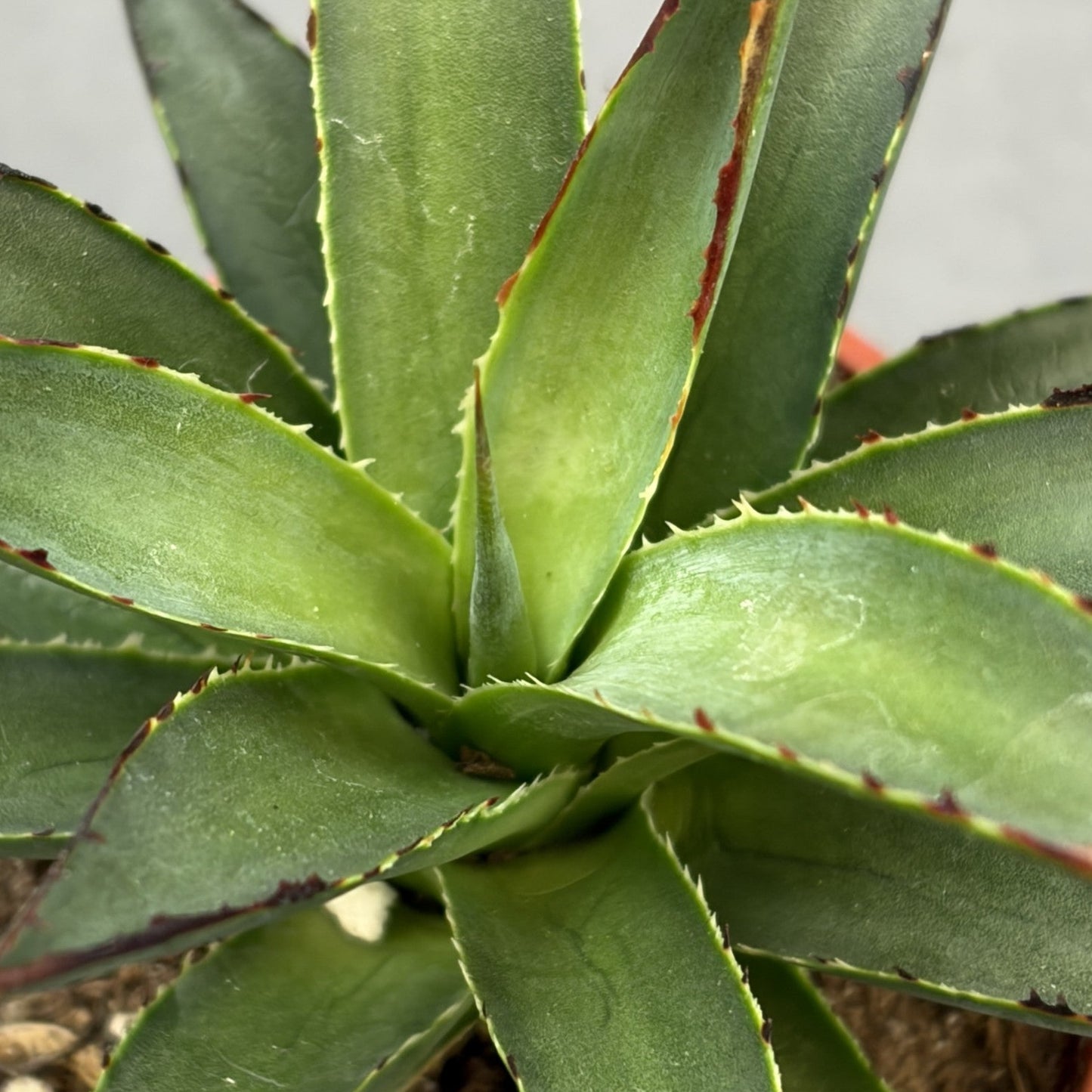 Agave 'Blue Glow'