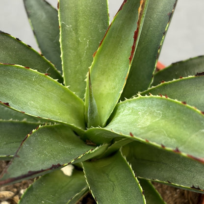 Agave 'Blue Glow'