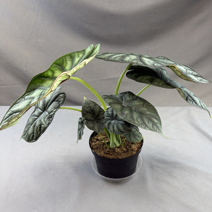 Alocasia 'Dragonscale'