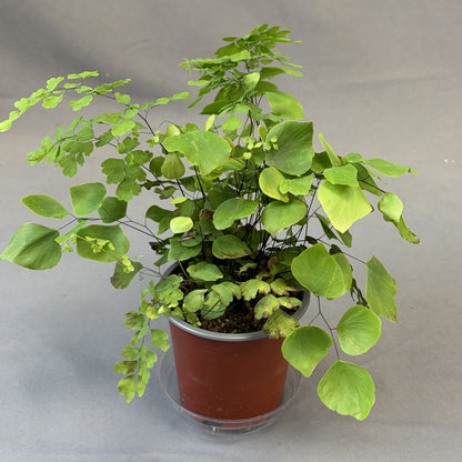 Maidenhair Fern 'Silver Dollar'