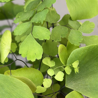 Maidenhair Fern 'Silver Dollar'