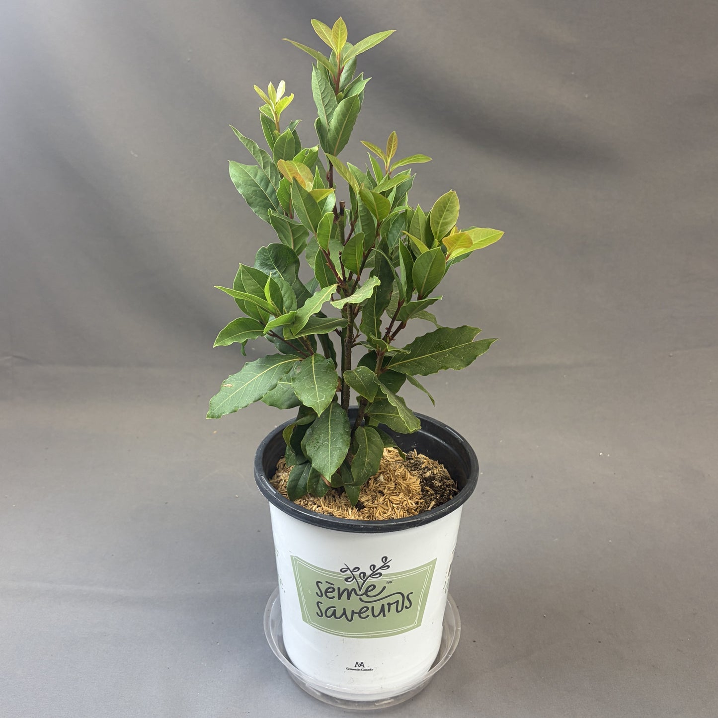 Bay Leaf