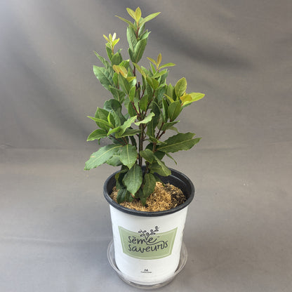 Bay Leaf