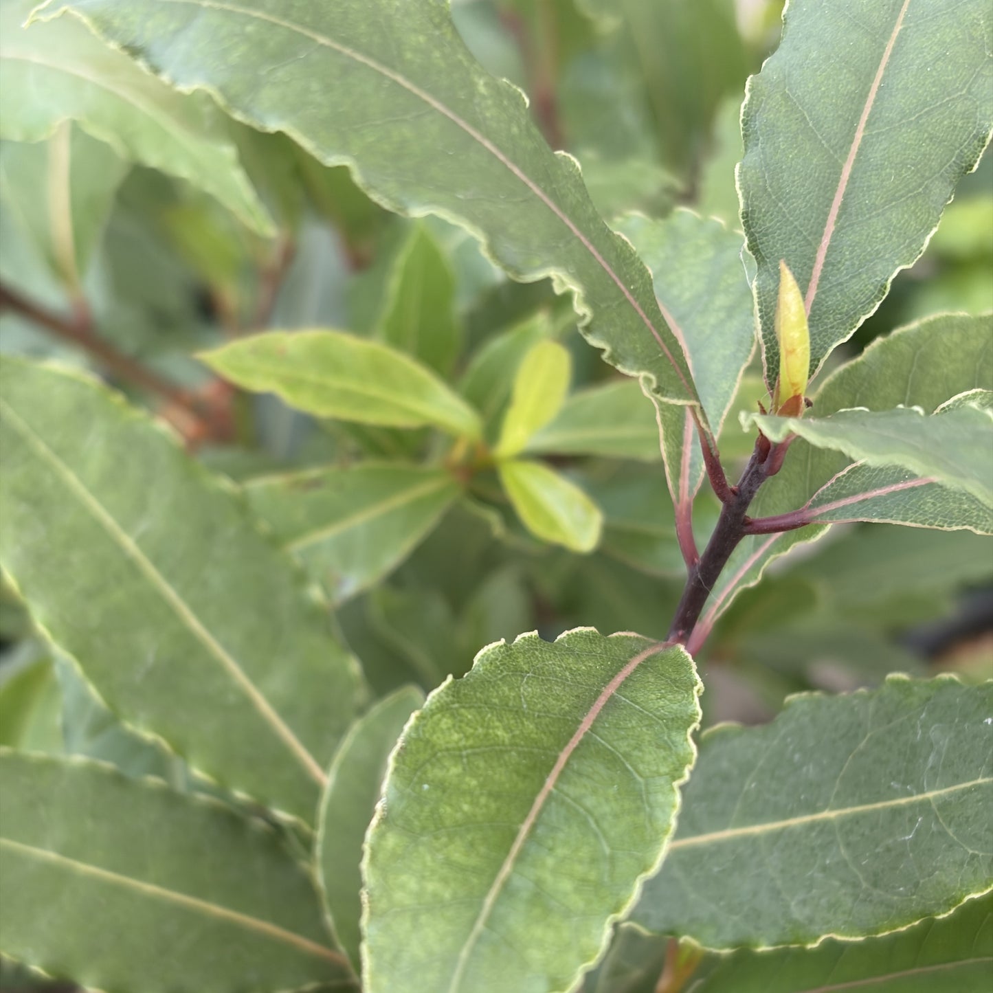 Bay Leaf