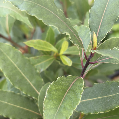 Bay Leaf