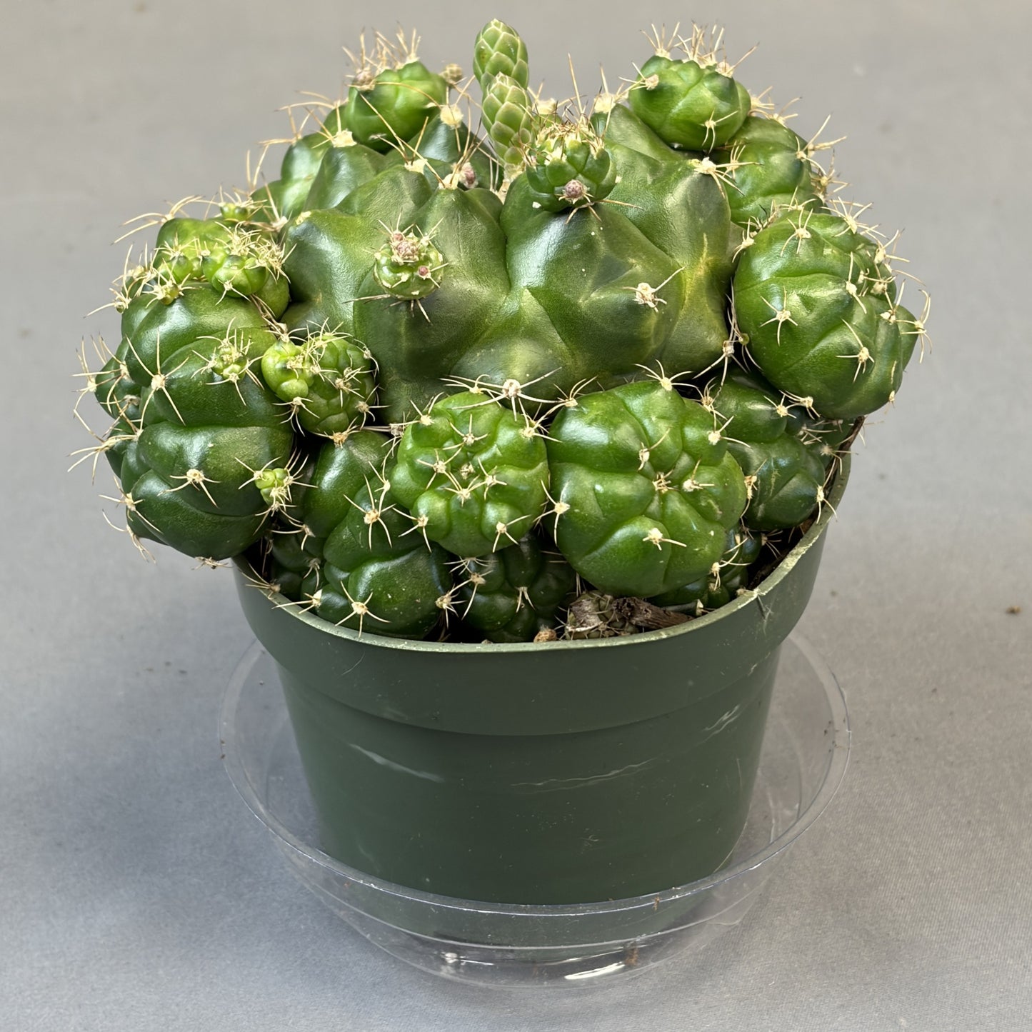 Gymnocalycium damsii