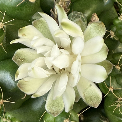 Gymnocalycium damsii