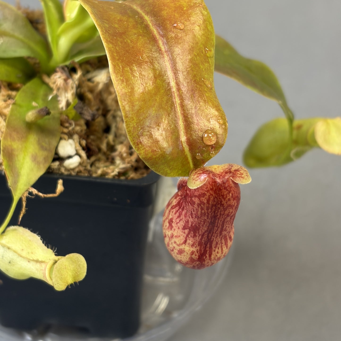Pitcher Plant 'Gaya'