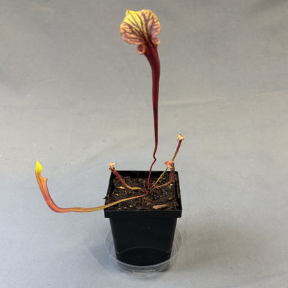 Sarracenia Assorted (Pitcher Plant)