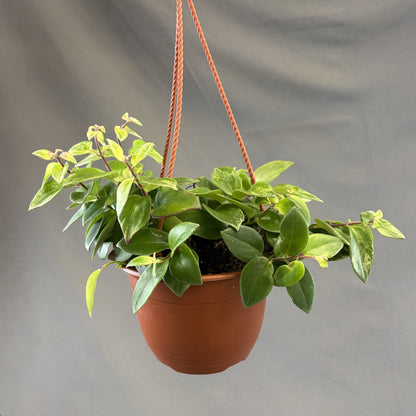 Lipstick Plant