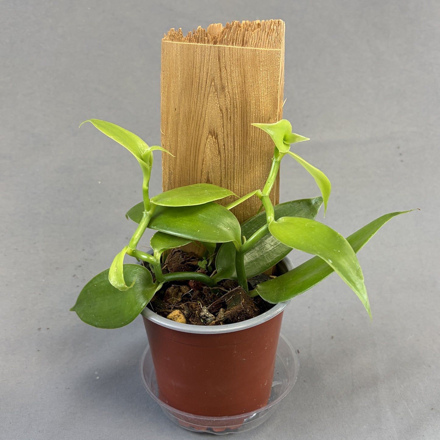 Orchid Vanilla Flat-Leaved