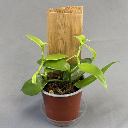 Orchid Vanilla Flat-Leaved