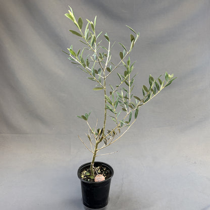 Olive Plant